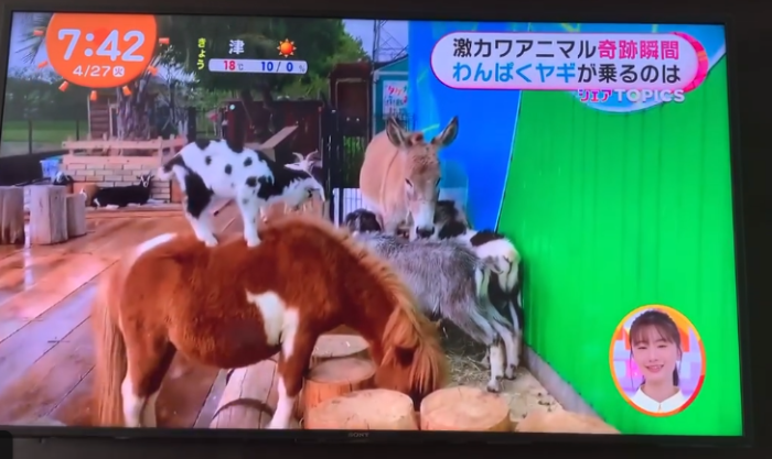 タケガワふれあい動物園めざましテレビにて全国放送デビュー タケガワ塗装 三重県松阪市の外壁塗装はお任せください