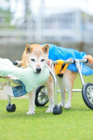 ペットのお家タケガワ　介護犬
